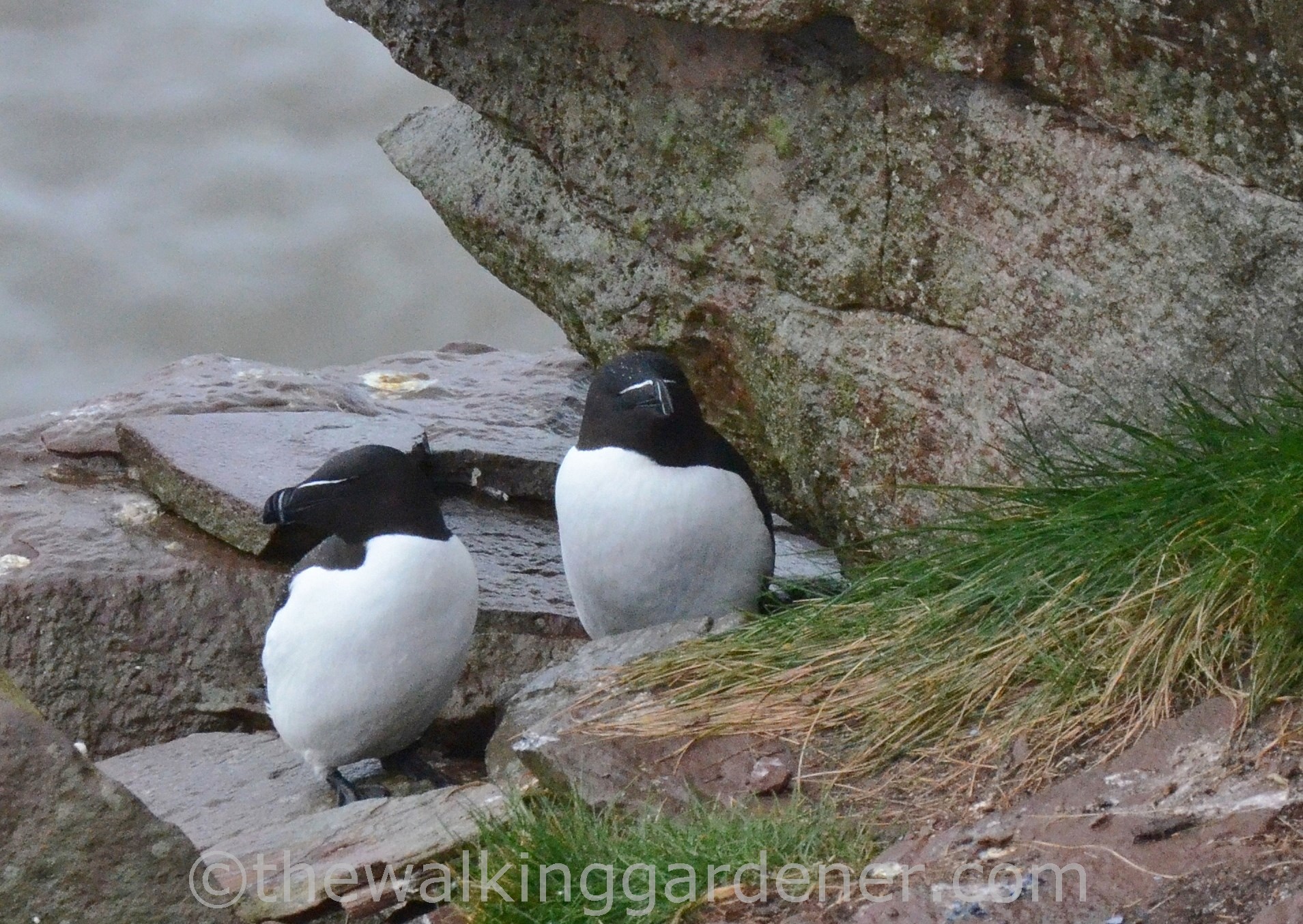 Razorbills