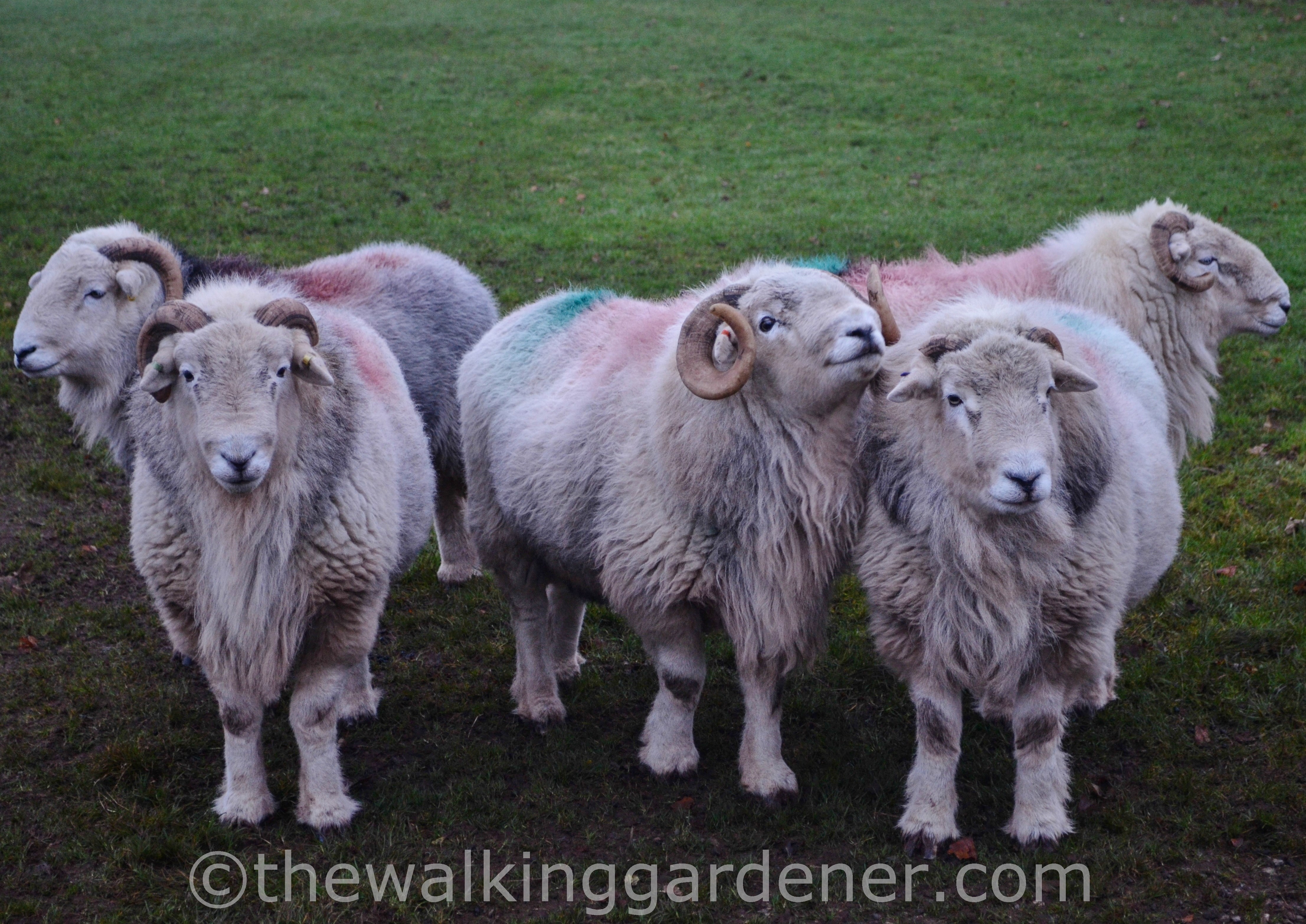 Herdwick Rams
