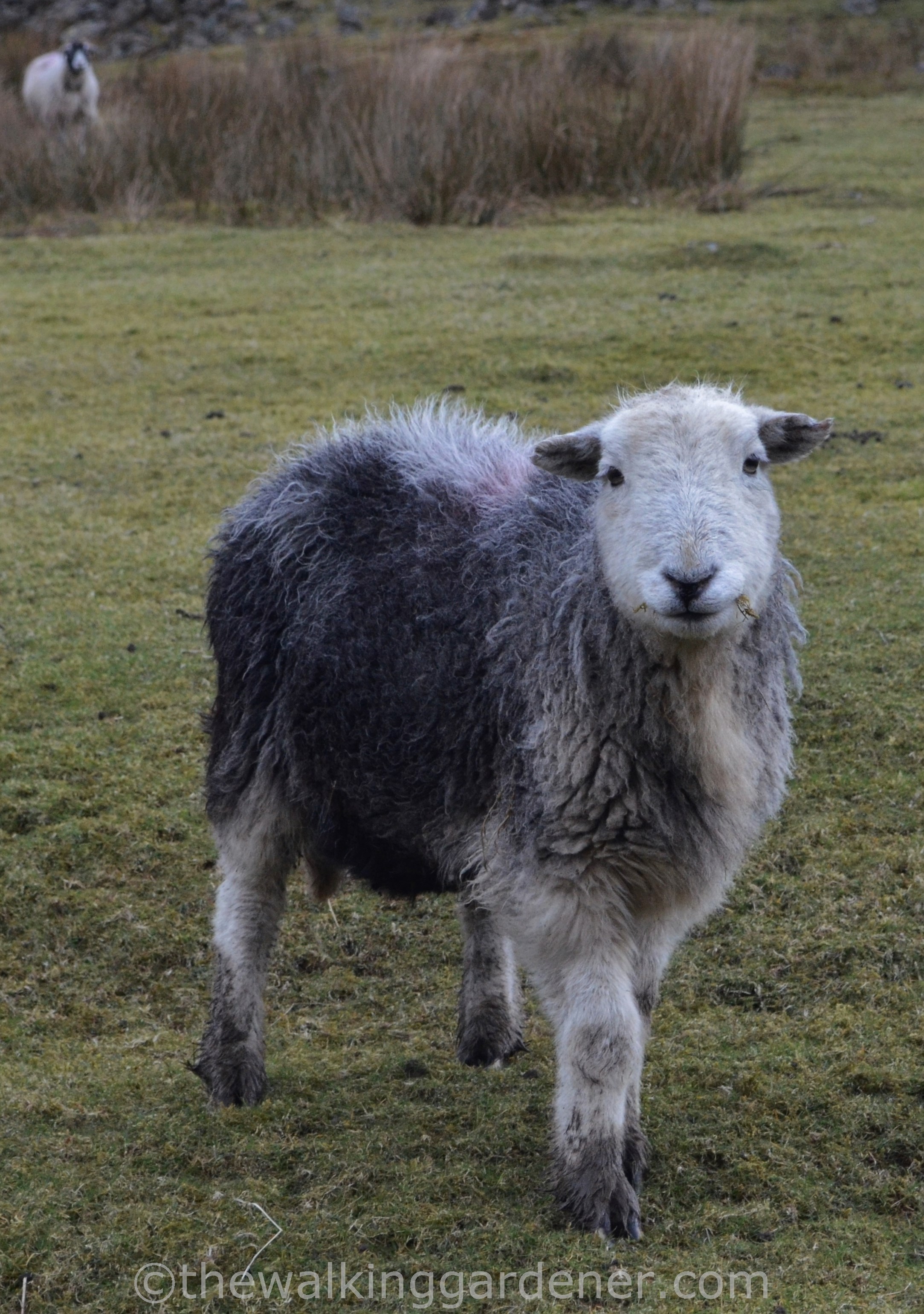 Herdwick