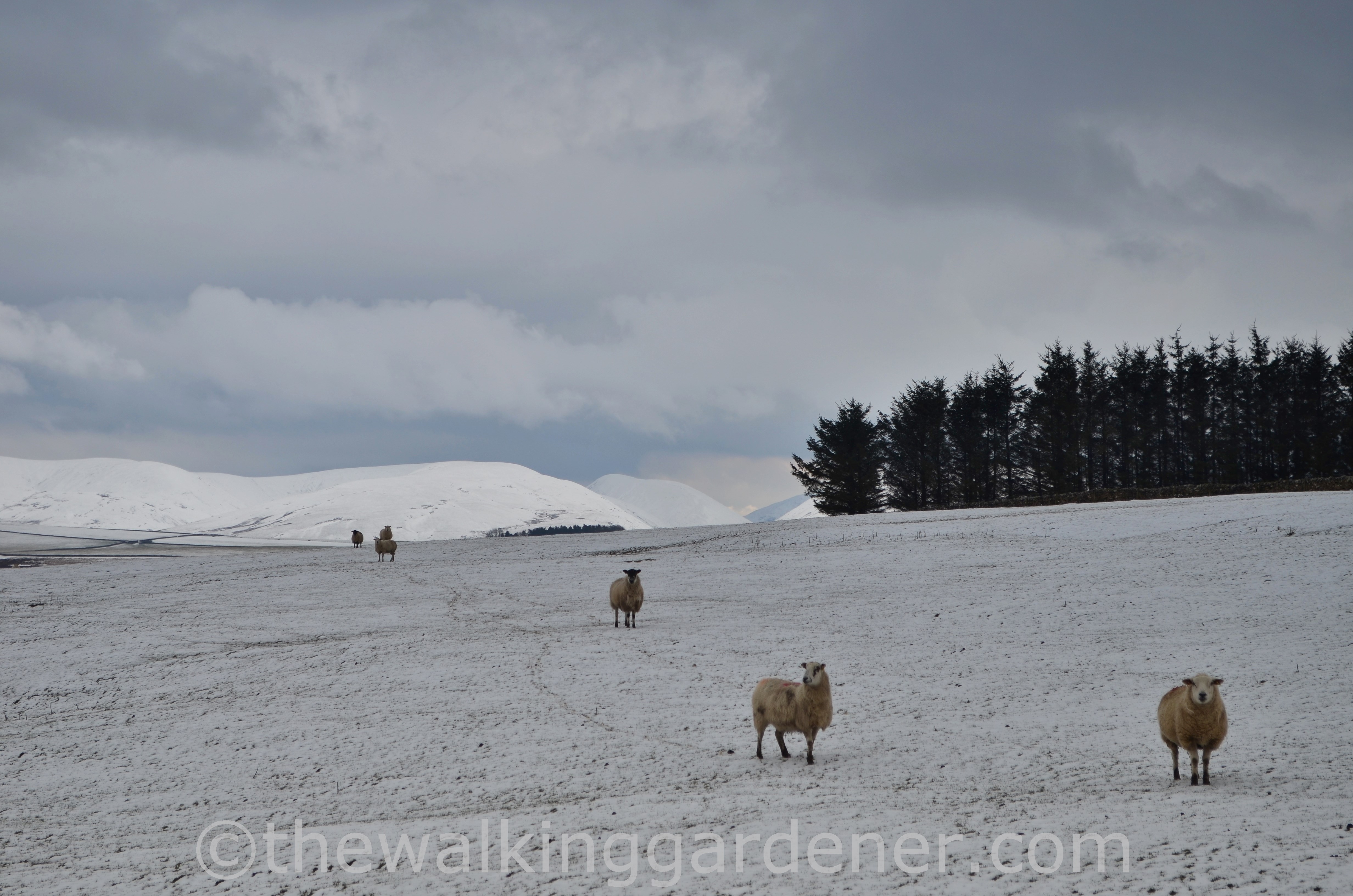 Coast to Coast Shap to Kirkby Stephen (14)