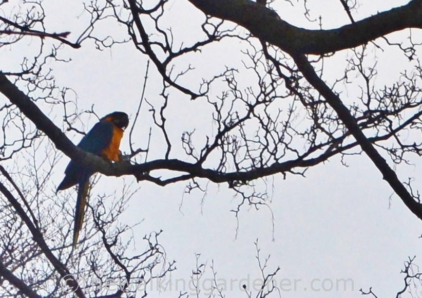 Kirkby Stephen Macaws