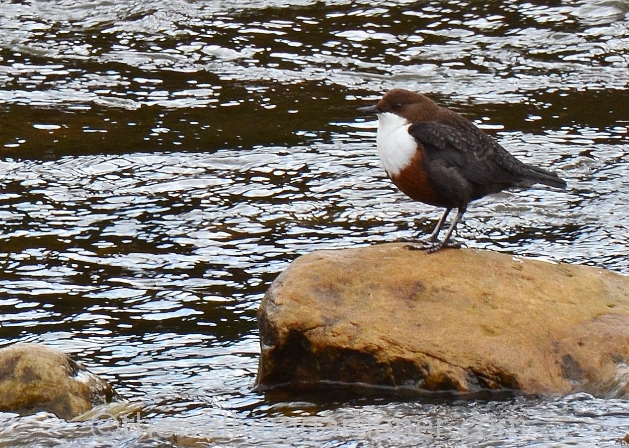 Dipper-Swaledale