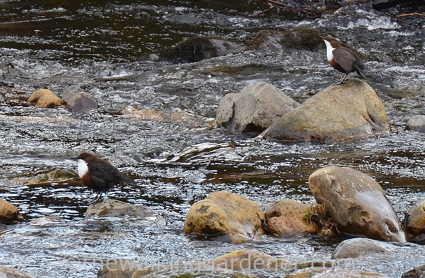 Dippers-Swaledale