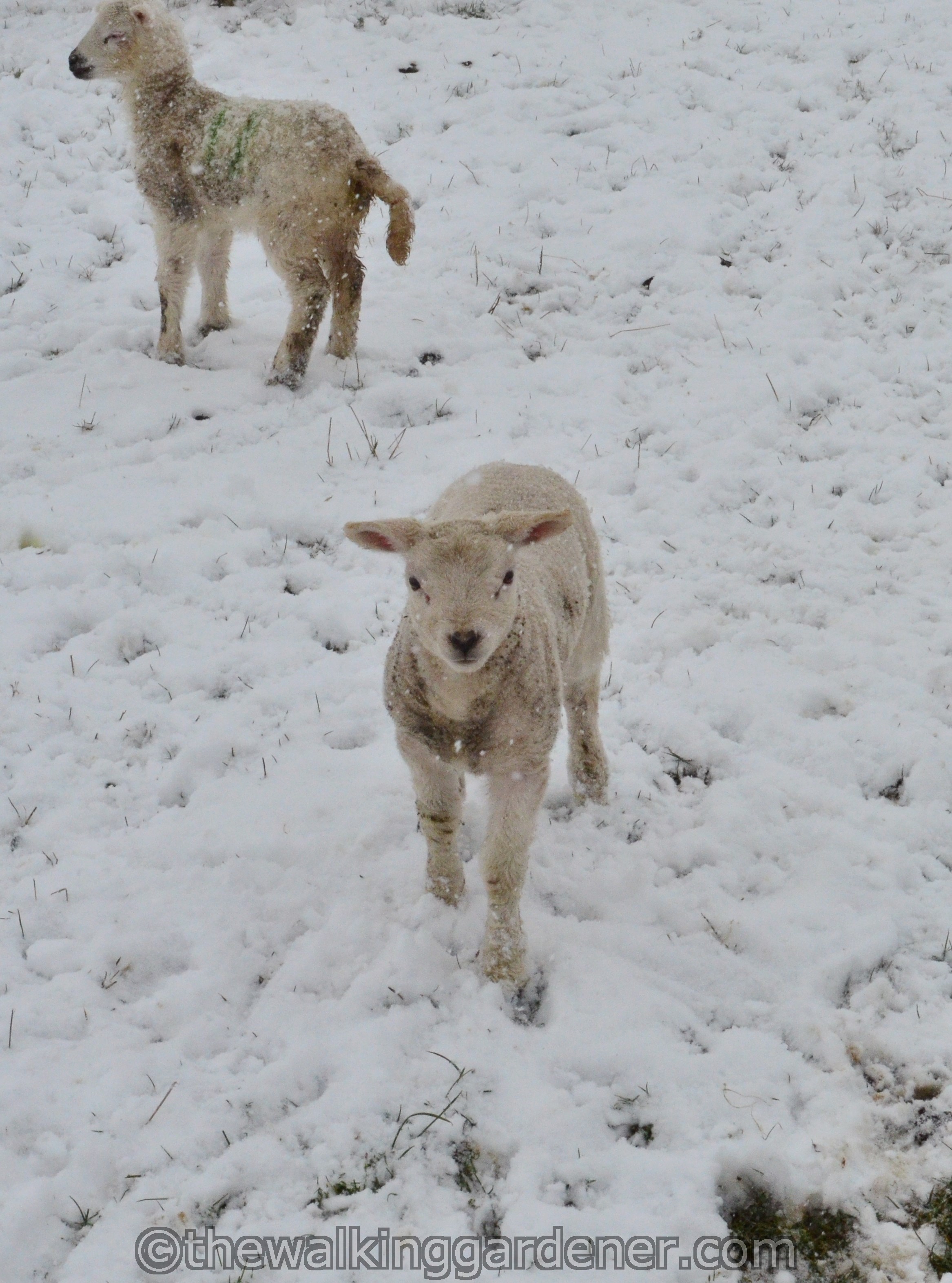 Coast to Coast Day 8 Reeth to Richmond (13)