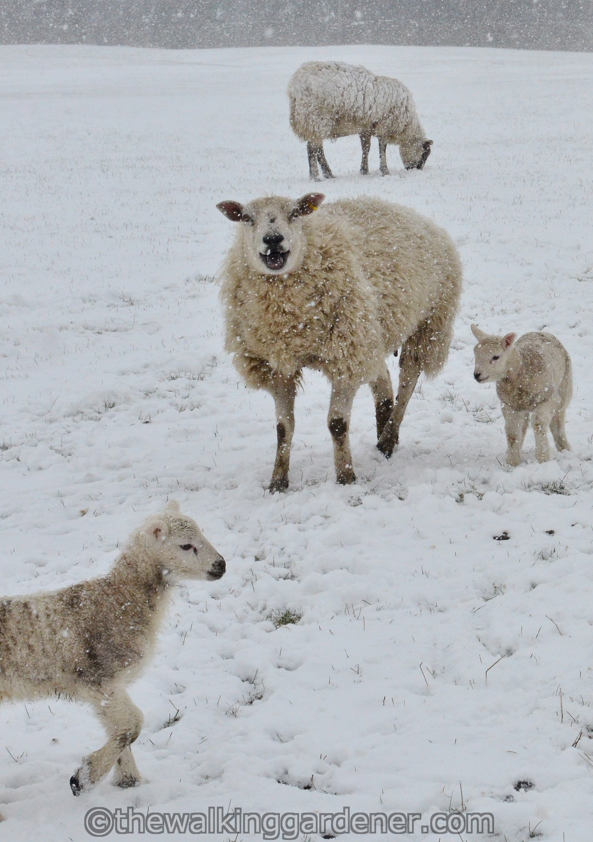 Coast to Coast Day 8 Reeth to Richmond (14)