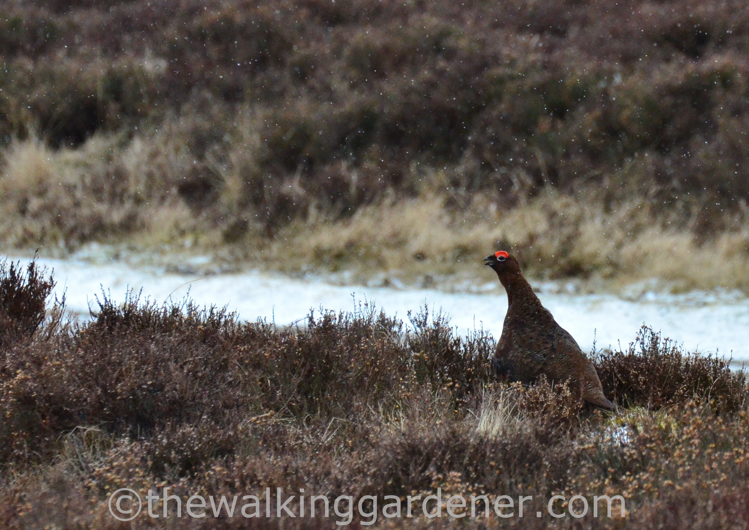 Coast to Coast Day 11 Blakey Ridge to Egton Bridge (12)