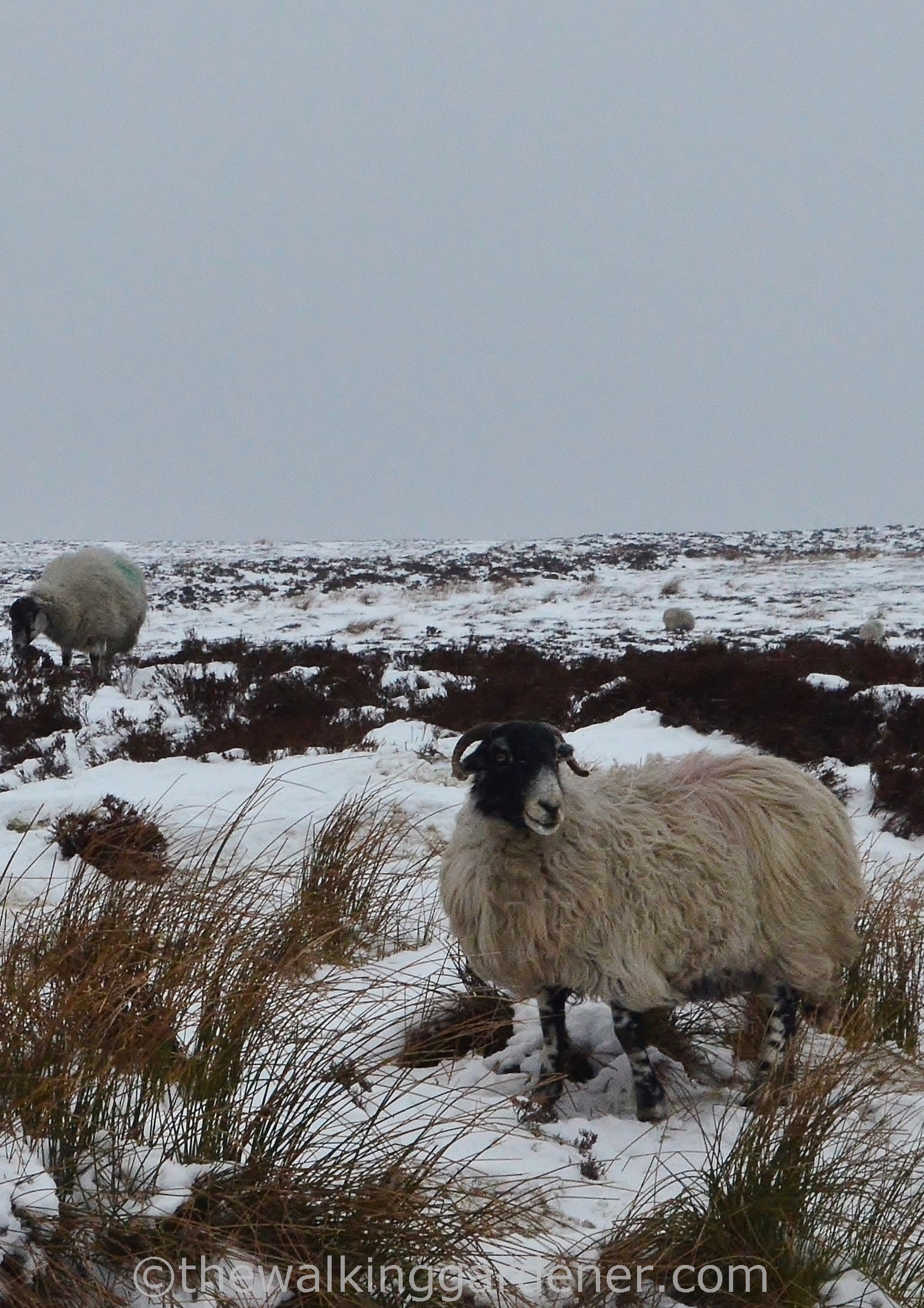 Coast to Coast Day 11 Blakey Ridge to Egton Bridge (5)