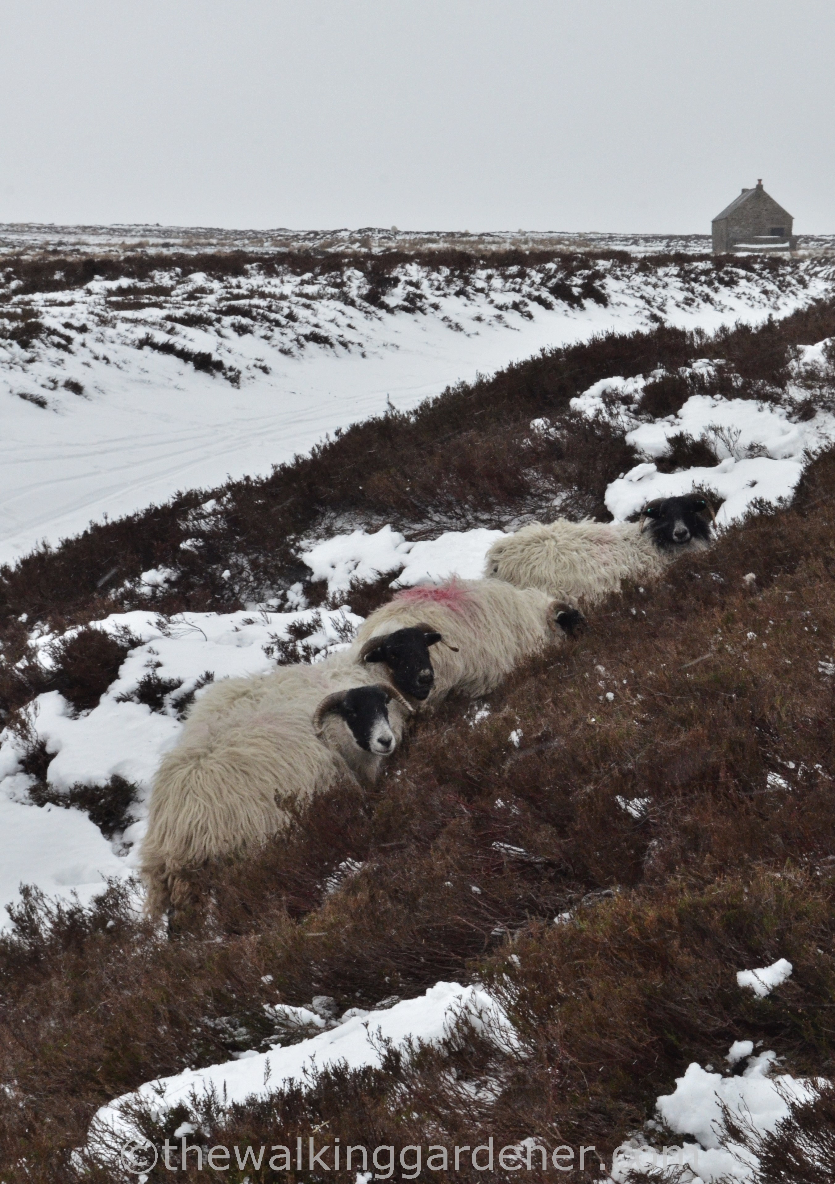 Coast to Coast Day 11 Blakey Ridge to Egton Bridge (6)