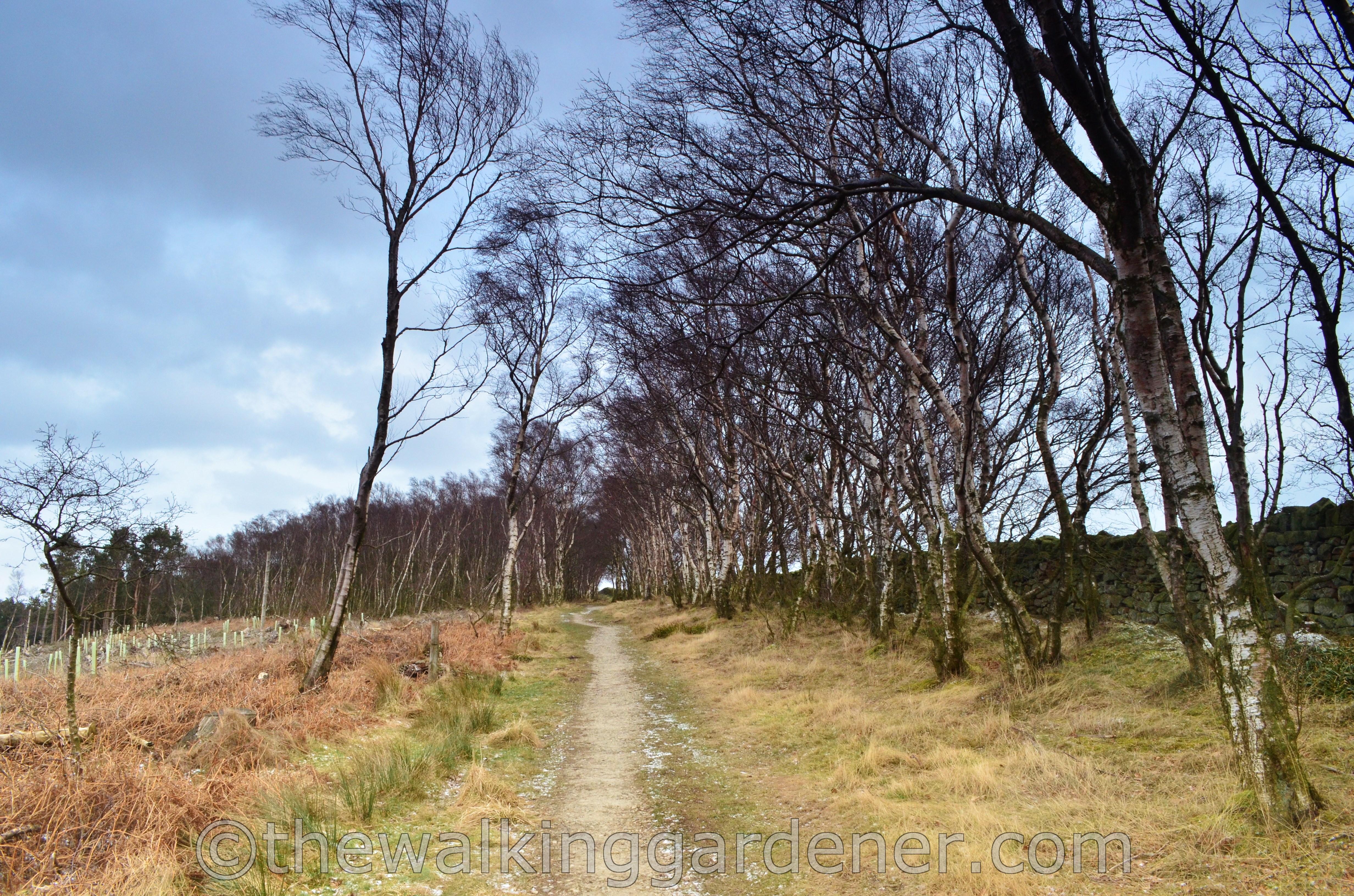 Coast to Coast Ingleby Cross to Blakey Ridge (1)