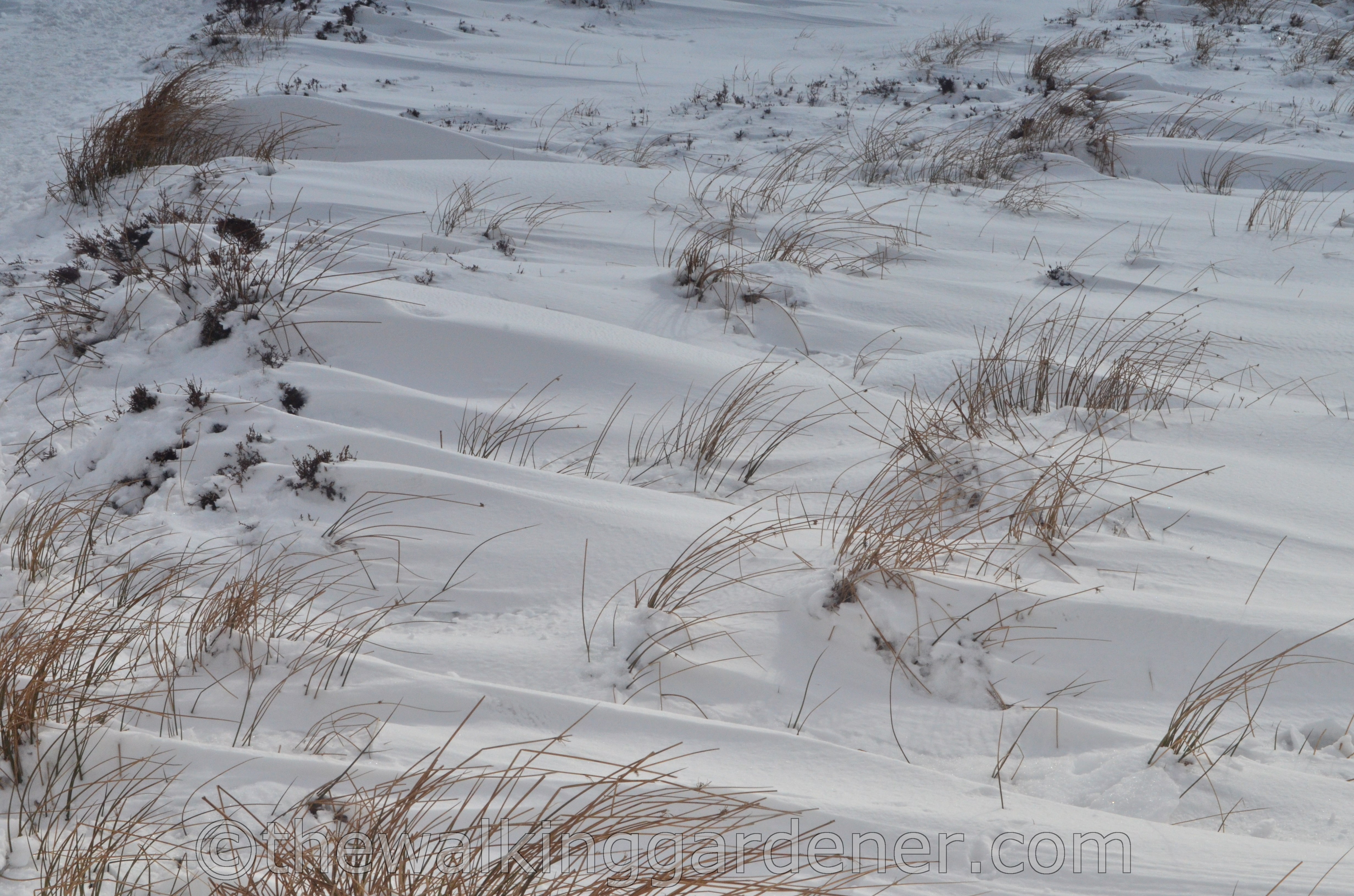 Coast to Coast North York Moors (2)