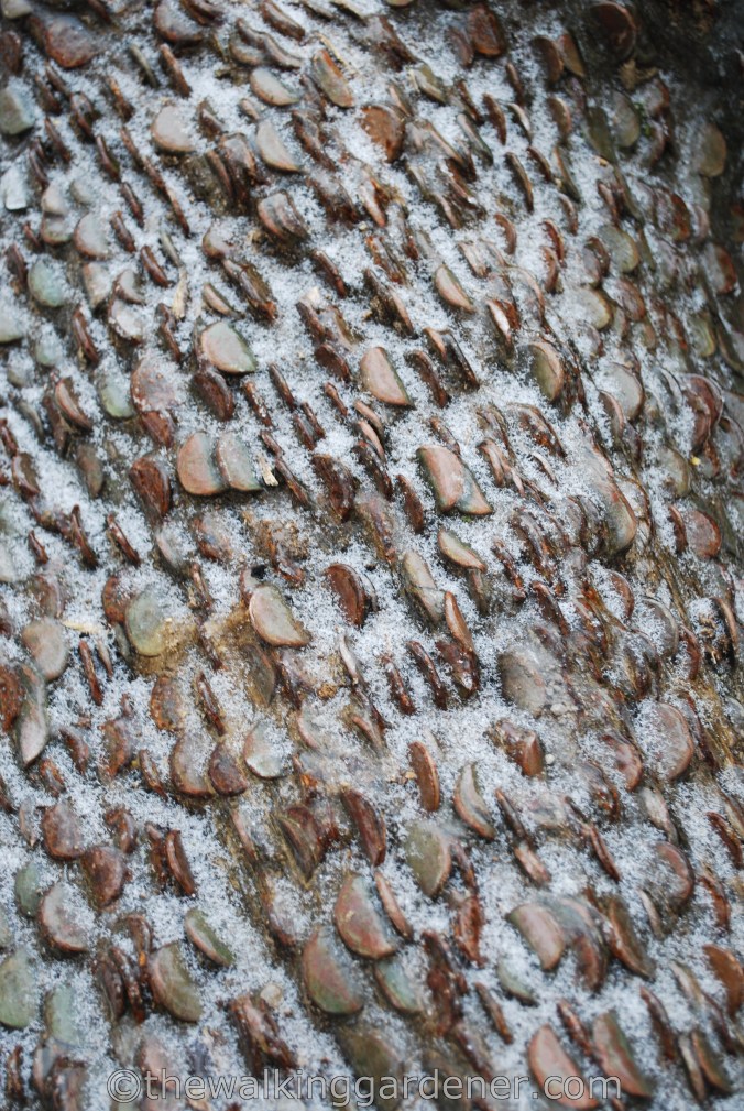Coins in tree trunk (1)