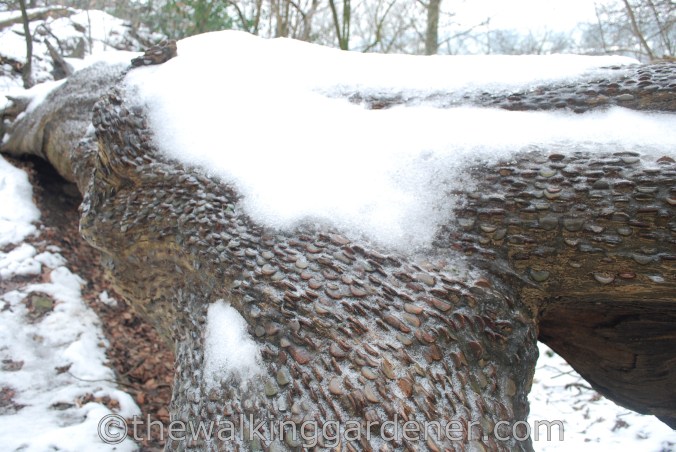 Coins in tree trunk (2)