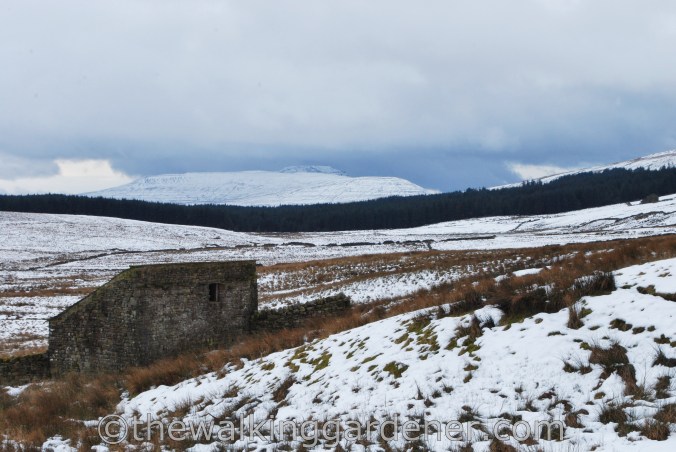 Dales Way Day 3 Cray to Ribblehead (13)