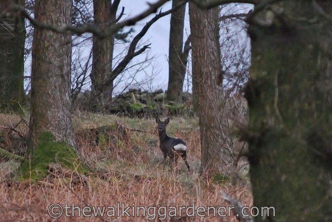 Dales Way Day 4 Ribblehead to Sedbergh (12)