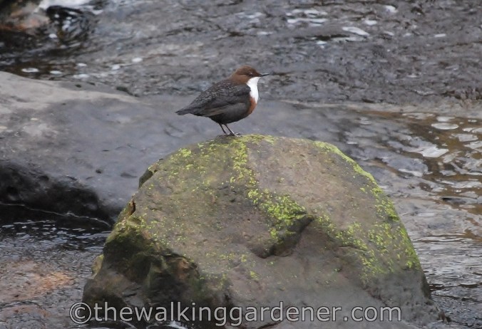 Dipper (2)