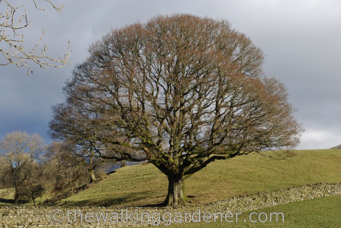 Dales Way Day 5 Sedbergh to Staveley (2)