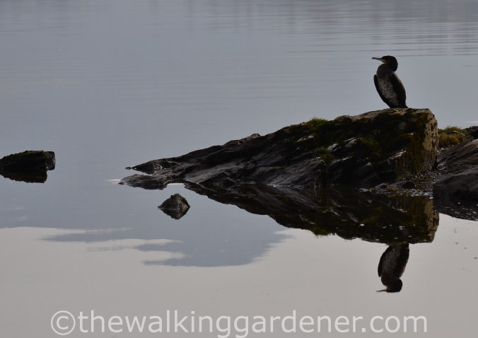 Cormorant (1)