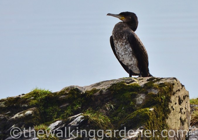 Cormorant (2)