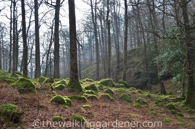 Cumbria Way Great Langdale to Keswick (2)