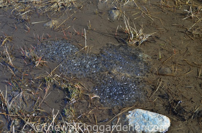 Frog spawn