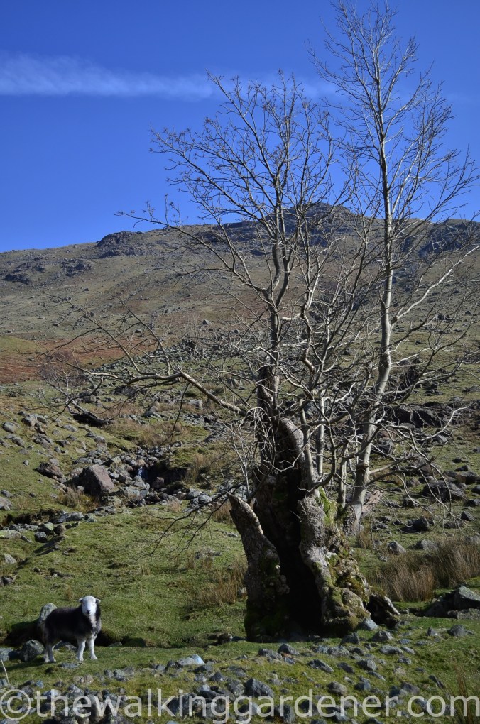 Langstrath Ash trees (2)