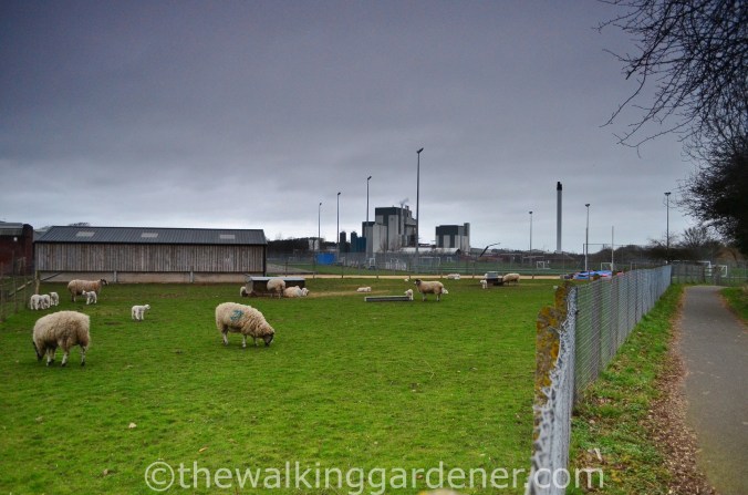 Cumbria Way Caldbeck to Carlisle (11)