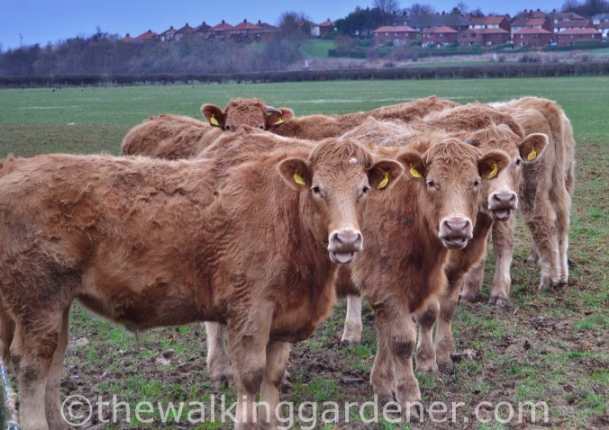 Cumbria Way Caldbeck to Carlisle (12)