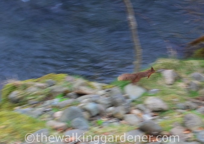 Red squirrel (1)