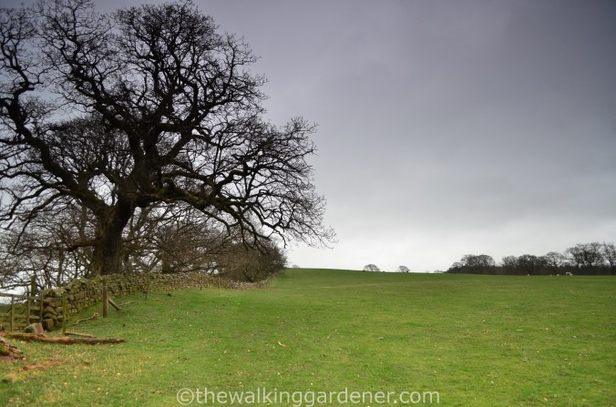 Hadrian Walls Path Carlisle to Gilsland (12)