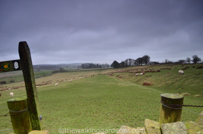 Hadrian Walls Path Carlisle to Gilsland (15)