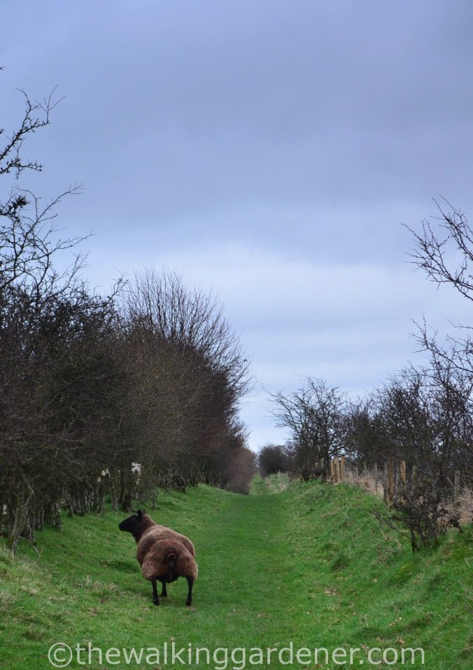 Hadrian Walls Path Carlisle to Gilsland (2)