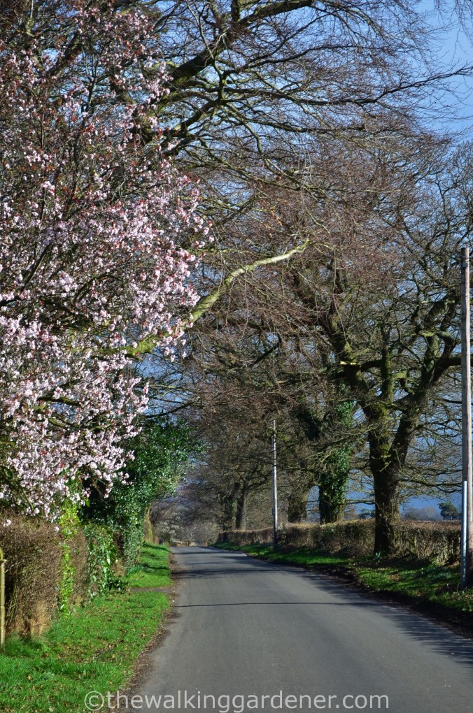 Hadrians Wall Path (2)