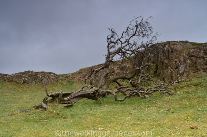Hadrian's Wall Path Day 2 (2)
