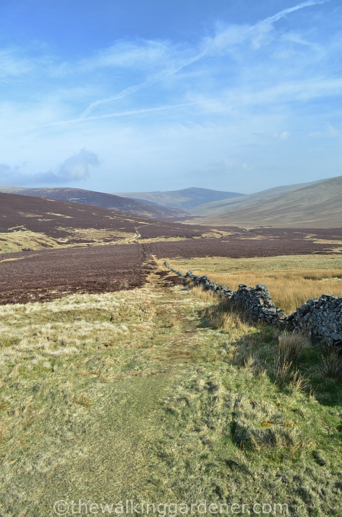 High Pike Cumbra Way