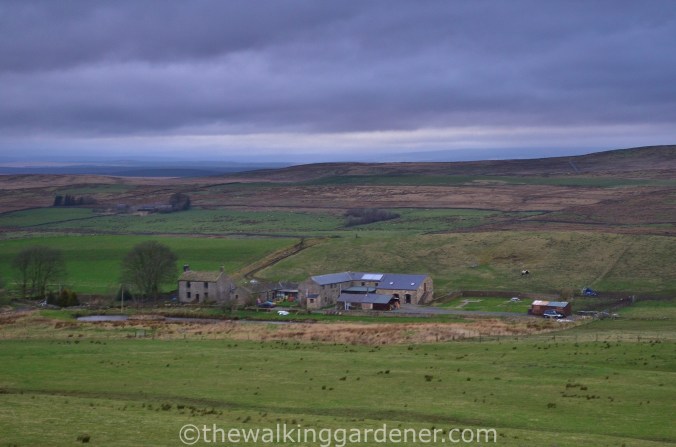 Saughy Rigg Farm