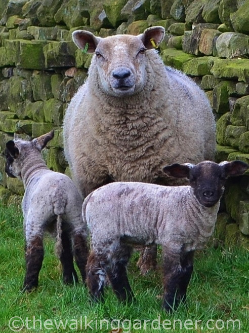 Sheep with lambs 02