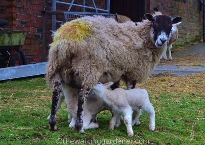 Sheep with lambs