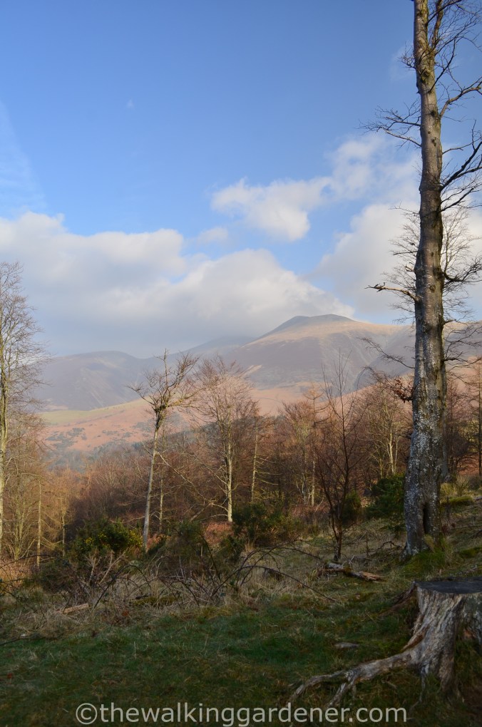 Skiddaw from the Cumbria Way