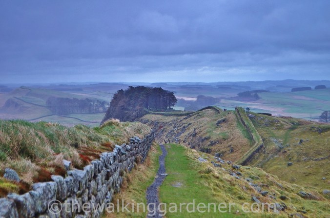 Clayton Wall Hadrian's Wall (2)