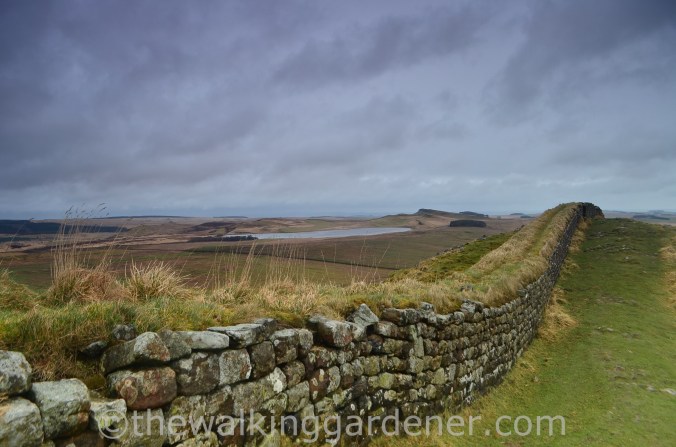 Clayton Wall Hadrian's Wall (3)