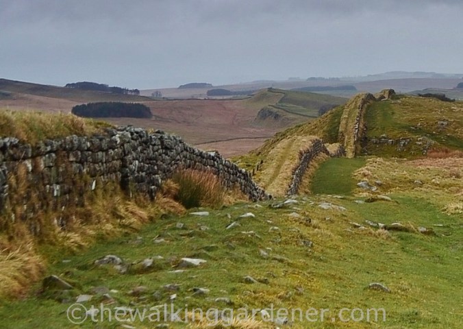 Clayton Wall Hadrian's Wall