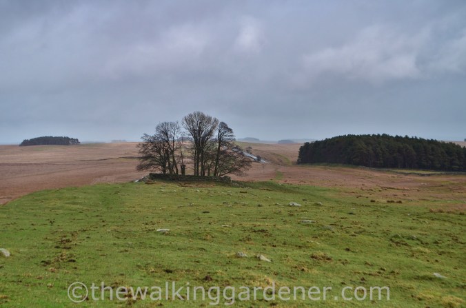 Hadrian's Wall Path Steel Rigg to Wall (6)