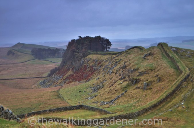 Housesteads Crags (1)