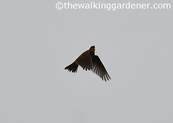 Skylark (1)