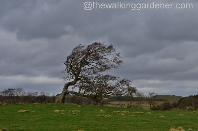 St Oswalds Way Day 1 (25)