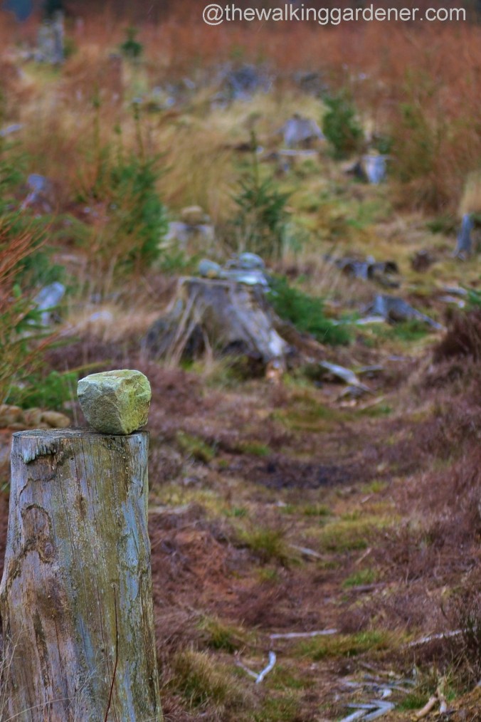 St Oswalds Way Day 2