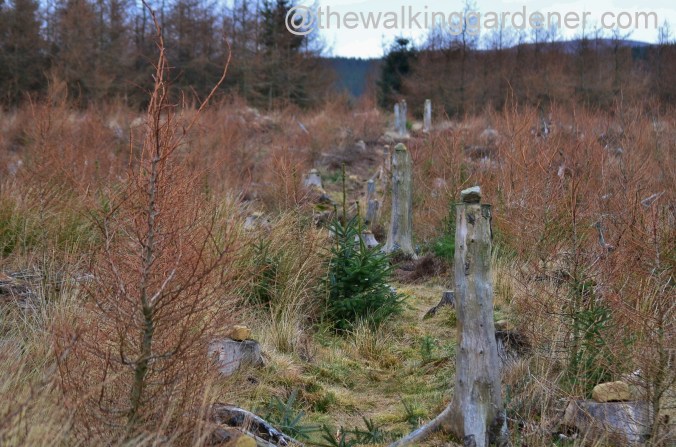 St Oswalds Way Day 2