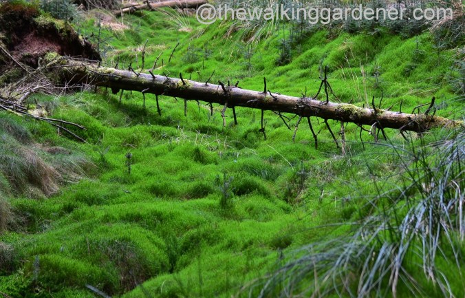 St Oswalds Way Day 2