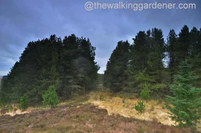 St Oswalds Way Day 2