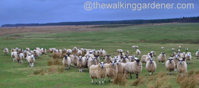 St Oswalds Way Day 2